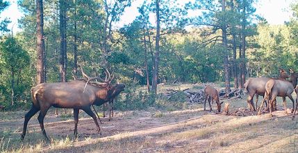 Farm and Ranch for sale in Cibola County, New Mexico
