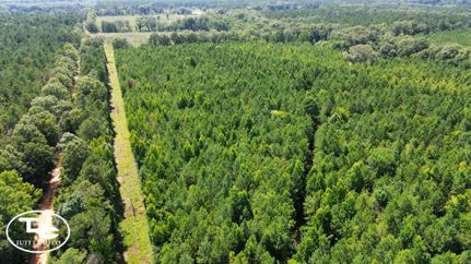 Land for sale in Wilcox County, Alabama