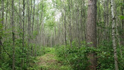 Timberland Property for sale in Oneida County, Wisconsin