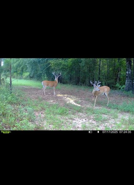 Timberland Property for sale in Randolph County, Georgia