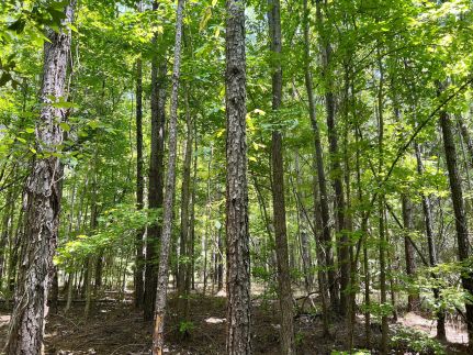 Timberland Property for sale in Montgomery County, Alabama