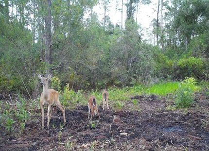 Farm and Ranch for sale in Madison County, Florida