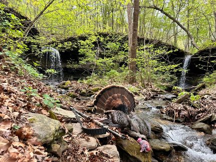 Land for sale in Madison County, Arkansas