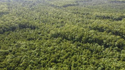 Undeveloped Land for sale in Livingston Parish, Louisiana