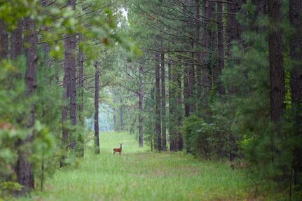 Hunting Property for sale in Aiken County, South Carolina