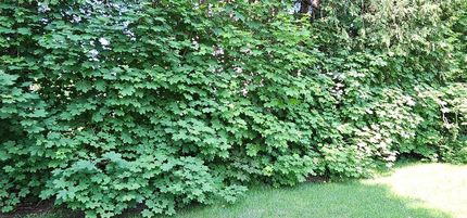 Undeveloped Land for sale in Kennebec County, Maine