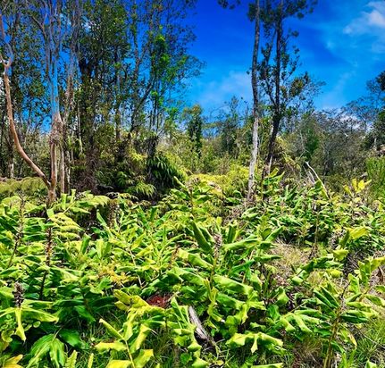 Land for sale in Hawaii County, Hawaii