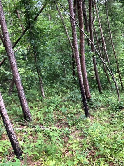 Homesite for sale in Lawrence County, Kentucky