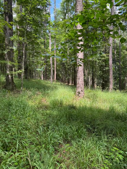 Recreational Property in Fayette County, Alabama