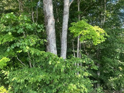 Land for sale in Clay County, Tennessee