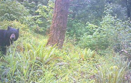 Timberland Property for sale in Marion County, Oregon