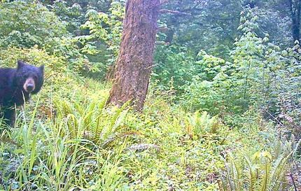 Timberland Property for sale in Marion County, Oregon
