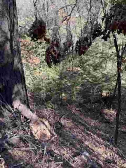Timberland Property for sale in Otero County, New Mexico