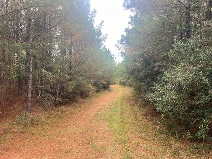 Undeveloped Land for sale in Amite County, Mississippi