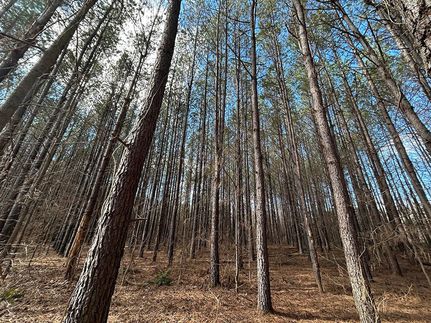 Undeveloped Land for sale in Yalobusha County, Mississippi