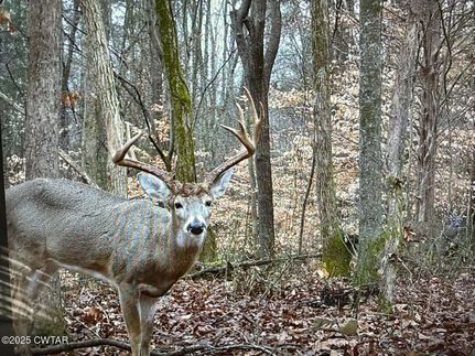 Timberland Property for sale in Madison County, Tennessee