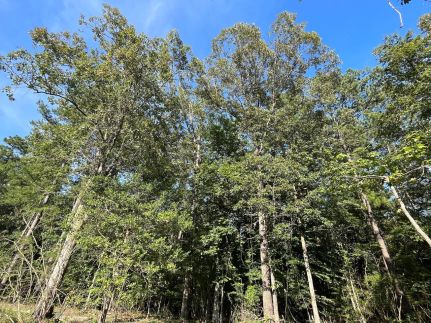 Farm and Ranch for sale in Wayne County, Mississippi