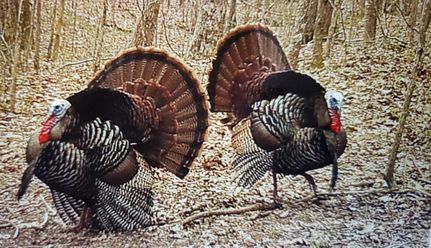 Recreational Property for sale in Weakley County, Tennessee