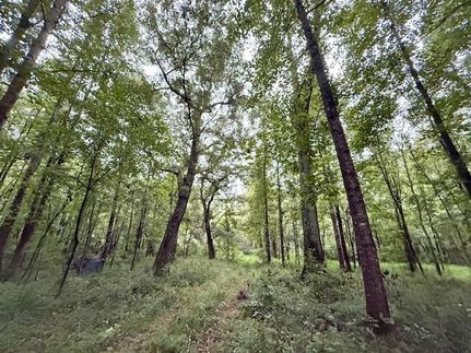 Timberland Property for sale in Oglethorpe County, Georgia