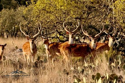 Farm and Ranch for sale in Menard County, Texas
