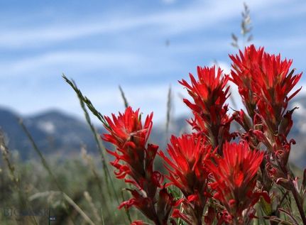 Farm and Ranch for sale in Carbon County, Montana