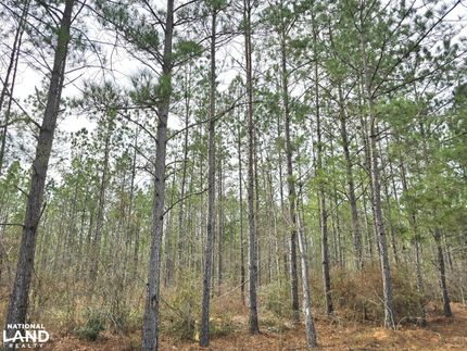 Undeveloped Land in Barbour County, Alabama
