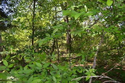 Land in Henderson County, Texas