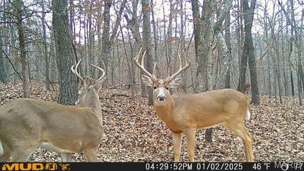 Timberland Property for sale in Camden County, Missouri