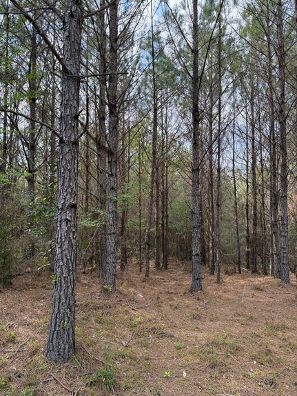 Land for sale in Monroe County, Alabama