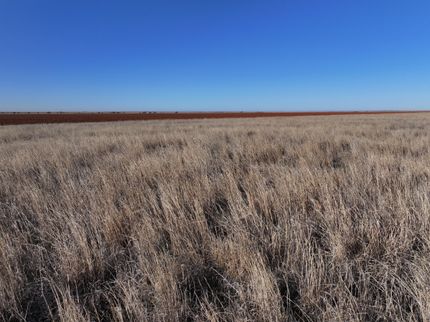 Farm and Ranch in Lamb County, Texas