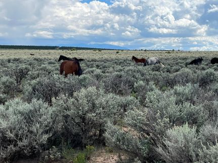 Farm and Ranch for sale in Costilla County, Colorado