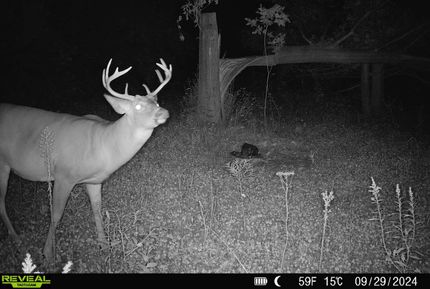 Timberland Property in Montcalm County, Michigan