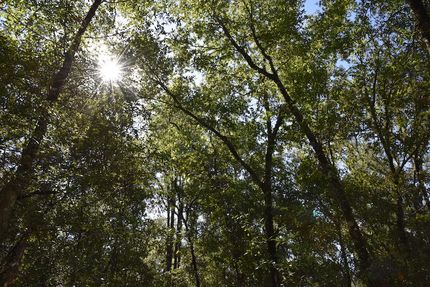 Farm and Ranch for sale in Putnam County, Florida