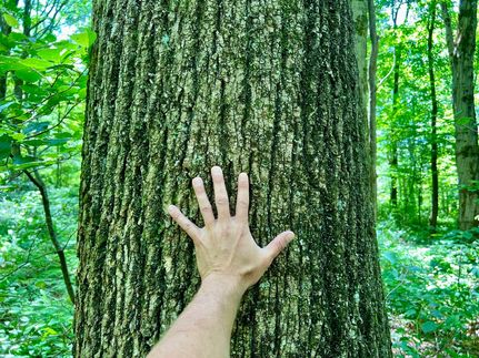 Hunting Property in Fayette County, Pennsylvania