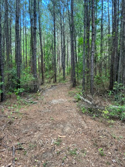 Timberland Property for sale in Rapides Parish, Louisiana