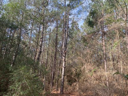 Land for sale in Shelby County, Texas