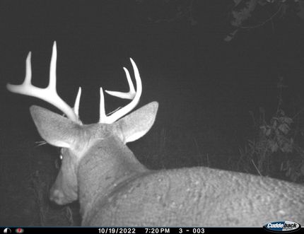 Timberland Property in Eaton County, Michigan