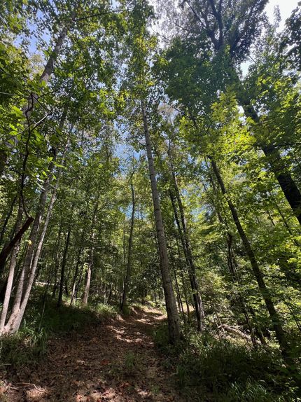 Land for sale in Hale County, Alabama