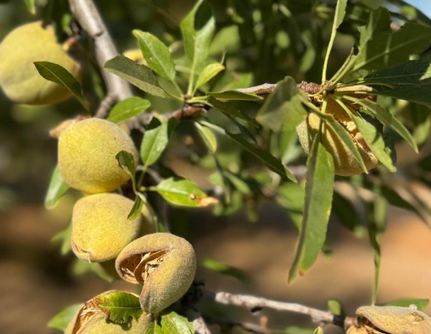 Land for sale in Butte County, California