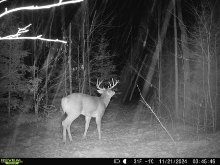 Land in Langlade County, Wisconsin