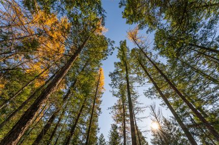 Farm and Ranch for sale in Flathead County, Montana