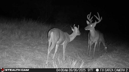 Undeveloped Land for sale in Starr County, Texas