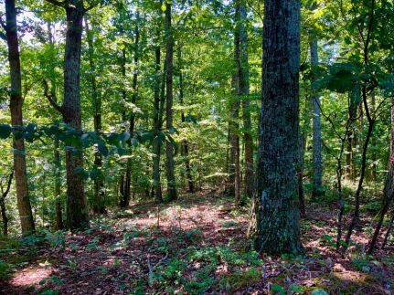 Hunting Property in Stewart County, Tennessee