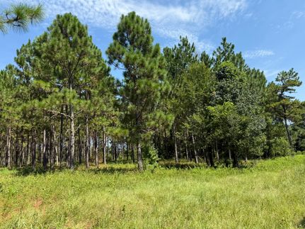 Undeveloped Land in Webster County, Georgia