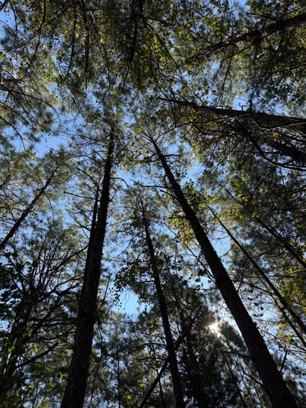 Timberland Property for sale in Blount County, Alabama