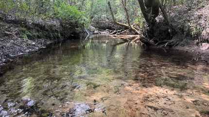 Farm and Ranch for sale in Greene County, Mississippi