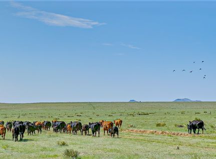 Land for sale in Union County, New Mexico
