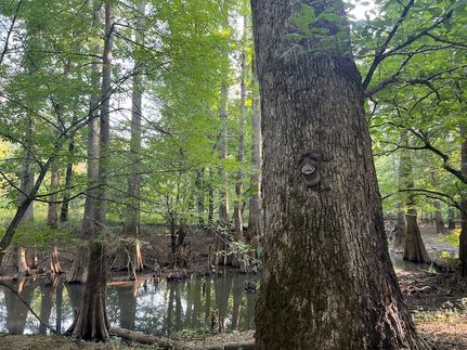 Land for sale in Haywood County, Tennessee