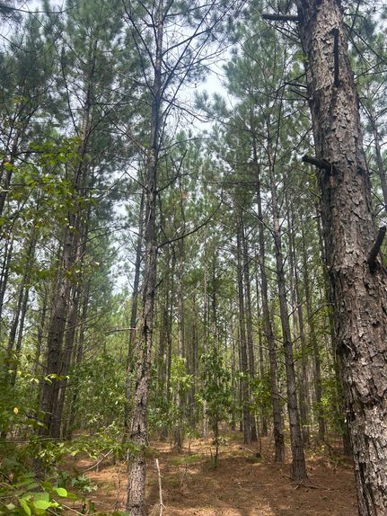 Land for sale in Chesterfield County, South Carolina