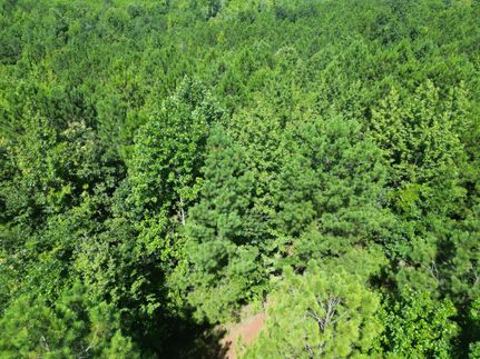 Timberland Property in Dallas County, Alabama